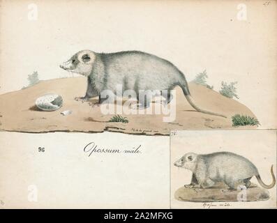 L'opossum Didelphis, Imprimer, Didelphis est un genre de mammifères marins du Nouveau Monde. Les six espèces du genre Didelphis, communément appelé grand American opossums, sont membres de l'ordre Didelphimorphia. Le genre est composé de cat moyennes espèces omnivores, qui peuvent être reconnus par leur queue préhensile et leur tendance à 'jouer' possum (feindre la mort) s'il est piégé. L'espèce la plus grande, l'opossum de Virginie (Didelphis virginiana), est le seul marsupial d'être trouvés en Amérique du Nord au nord du Mexique, 1700-1880. Banque D'Images