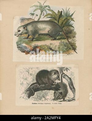 Didelphis virginiana, Imprimer, l'opossum de Virginie (Didelphis virginiana), communément connu sous le nom d'opossum, est le seul marsupial trouvés au nord du Mexique. Aux États-Unis, l'animal est généralement appelé simplement comme un possum. C'est un animal nocturne et solitaire de la taille d'un chat domestique. C'est un opportuniste. C'est familier à beaucoup d'Américains du Nord comme c'est souvent vu près de villes, en fouillant dans les poubelles, et peuvent devenir une nuisance., 1700-1880 Banque D'Images