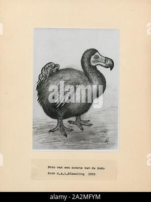 Didus ineptus, Imprimer, le dodo (Raphus cucullatus) est une espèce d'oiseau qui est endémique à l'île Maurice, à l'Est de Madagascar dans l'Océan Indien. Le dodo est le plus proche parent génétique était la aussi disparue, le solitaire de Rodrigues deux formant la sous-famille des Raphinae de la famille des pigeons et tourterelles. Le plus proche parent encore vivant du dodo est le pigeon. Un livre blanc a été dodo une fois que suppose l'existence sur l'île voisine de la réunion, mais c'est pensé pour avoir été la confusion sur la base ibis de la réunion et de peintures de dodos blanc Banque D'Images