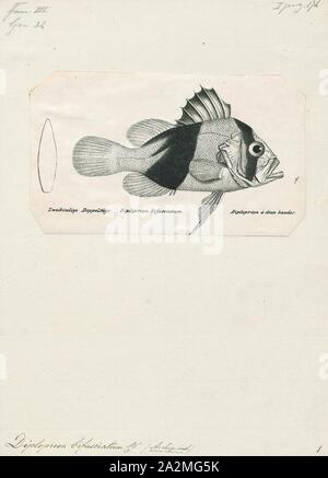 Diploprion Diploprion bifasciatum, Imprimer, bifasciatum, communément appelées la Soapfish soapfish à bandes ou deux parmi d'autres noms vernaculaires, est une espèce de poisson marin de la famille des serranidés., 1809-1845 Banque D'Images