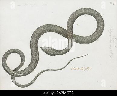 Dryophis Ahaetulla mycterizans, Imprimer, nasuta, également connu sous le nom de serpent de vigne communes et Whip bec long serpent, est un mince serpent vert trouvés en Inde, Sri Lanka, Bangladesh, Birmanie, Thaïlande, Cambodge et Vietnam, 1734-1765. Banque D'Images