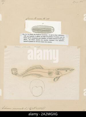Echeneis naucrates, Imprimer, le vivre ou sharksucker sharksucker mince (Echeneis naucrates) est une espèce de poisson marin de la famille des Echeneidae, les remoras, 1700-1880. Banque D'Images