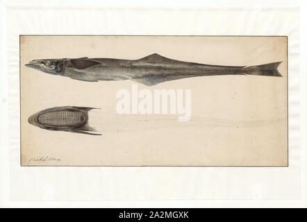Echeneis naucrates, Imprimer, le vivre ou sharksucker sharksucker mince (Echeneis naucrates) est une espèce de poisson marin de la famille des Echeneidae, les remoras., 1769 Banque D'Images