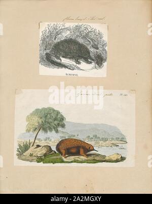 Echidna histrix, Imprimer, Échidnés, parfois connu sous le nom de tortue fourmiliers, appartiennent à la famille Tachyglossidae dans l'ordre des monotrèmes ponte des mammifères. Les quatre espèces d'Échidnés existant et de l'ornithorynque sont les seuls mammifères qui pondent des œufs et les seuls membres survivants de l'ordre industriel Monotremata.L'alimentation de certaines espèces se compose de fourmis et de termites, mais ils ne sont pas étroitement liés à la vrai fourmiliers des Amériques, qui sont xenarthrans, avec des paresseux et des tatous. Des échidnés vivent en Australie et Nouvelle Guinée., 1700-1880 Banque D'Images