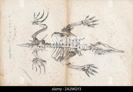 Echidna spec., Imprimer, Échidnés, parfois connu sous le nom de tortue fourmiliers, appartiennent à la famille Tachyglossidae dans l'ordre des monotrèmes ponte des mammifères. Les quatre espèces d'Échidnés existant et de l'ornithorynque sont les seuls mammifères qui pondent des œufs et les seuls membres survivants de l'ordre industriel Monotremata.L'alimentation de certaines espèces se compose de fourmis et de termites, mais ils ne sont pas étroitement liés à la vrai fourmiliers des Amériques, qui sont xenarthrans, avec des paresseux et des tatous. Des échidnés vivent en Australie et Nouvelle Guinée, squelette. Banque D'Images