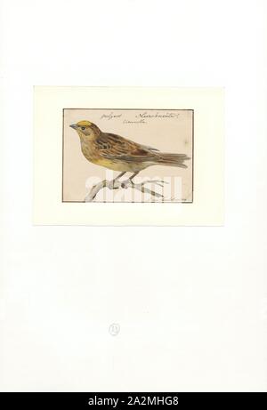 Emberiza citrinella yellowhammer, Imprimer, l'(Emberiza citrinella) est une espèce de passereau de la famille bunting qui est originaire d'Eurasie et a été introduite en Nouvelle-Zélande et en Australie. La plupart des oiseaux européens restent dans l'aire de reproduction toute l'année, mais la sous-espèce orientale est partiellement migratrice, avec une grande partie de la population hivernant plus au sud. Le mâle yellowhammer a une tête jaune vif, strié brun foncé, châtaigne, le croupion et les parties inférieures jaune. Autres plumages sont plus ternes versions du même modèle. L'yellowhammer est commun dans les zones ouvertes avec quelques arbustes ou d'arbres, et les formes Banque D'Images