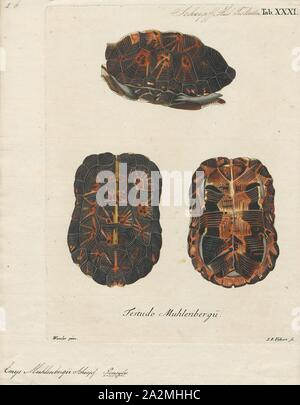 Emys muhlenbergii, Imprimer, la bog turtle (Glyptemys muhlenbergii ) est une espèce de tortue semi-aquatique de la famille des Emydidae. L'espèce est endémique à l'Est des États-Unis. Il a d'abord été décrit scientifiquement en 1801 après une enquête du xviiie siècle de Pennsylvanie. La plus petite tortue d'Amérique du Nord, sa carapace mesure environ 10 centimètres (4 po) de long une fois adultes. Bien que la la tortue est semblable en apparence à la peindre ou la tortue ponctuée, son plus proche parent est en fait la plus grande tortue des bois. La tortue de l'peuvent être trouvés à partir de Vermont dans le Banque D'Images