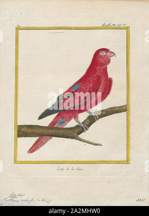 Eos rubra, Imprimer, le lory rouge (Eos bornea) est une espèce de passereaux de la famille des Psittaculidae. C'est le deuxième plus souvent gardés en captivité lory, après le rainbow lorikeet., 1700-1880 Banque D'Images