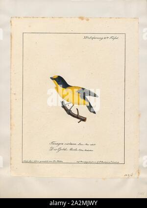 Euphonia violacea, Imprimer, l'euphonia violacé (Euphonia violacea) est une espèce de passereau de la famille des vrais. C'est un résident de l'obtenteur, Trinité-et-Tobago Venezuela oriental sud au Paraguay et dans le nord-est de l'Argentine. La gamme d'oiseau dans le nord du Brésil est la partie inférieure du bassin de l'Amazone et le bassin de la rivière Tocantins adjacent, avec sa limite nord-ouest du Brésil et les Guyanes, les banques de l'Est de l'Orénoque le drainage dans le centre du Venezuela, 1700-1880. Banque D'Images