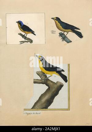 Euphonia violacea, Imprimer, l'euphonia violacé (Euphonia violacea) est une espèce de passereau de la famille des vrais. C'est un résident de l'obtenteur, Trinité-et-Tobago Venezuela oriental sud au Paraguay et dans le nord-est de l'Argentine. La gamme d'oiseau dans le nord du Brésil est la partie inférieure du bassin de l'Amazone et le bassin de la rivière Tocantins adjacent, avec sa limite nord-ouest du Brésil et les Guyanes, les banques de l'Est de l'Orénoque le drainage dans le centre du Venezuela, 1700-1880. Banque D'Images