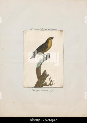 Euphonia violacea, Imprimer, l'euphonia violacé (Euphonia violacea) est une espèce de passereau de la famille des vrais. C'est un résident de l'obtenteur, Trinité-et-Tobago Venezuela oriental sud au Paraguay et dans le nord-est de l'Argentine. La gamme d'oiseau dans le nord du Brésil est la partie inférieure du bassin de l'Amazone et le bassin de la rivière Tocantins adjacent, avec sa limite nord-ouest du Brésil et les Guyanes, les banques de l'Est de l'Orénoque le drainage dans le centre du Venezuela., 1805 Banque D'Images