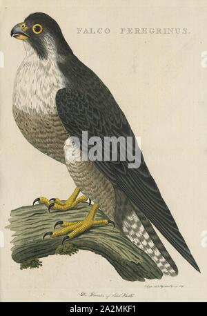 Falco peregrinus, Imprimer, le faucon pèlerin (Falco peregrinus), également connu sous le nom de faucon, et historiquement comme le canard hawk en Amérique du Nord, est un oiseau de proie (raptor) de la famille des Falconidae. Un grand corbeau, faucon de taille moyenne, il a un dos bleu-gris, ventre blanc, et la tête noire. Le faucon est réputé pour sa vitesse, pour atteindre plus de 320 km/h (200 mph) au cours de sa chasse caractéristique stoop (vitesses de plongée), ce qui en fait l'oiseau le plus rapide et le plus rapide du monde membre du règne animal. Selon un programme de télévision National Geographic, la vitesse plus élevée mesurée Banque D'Images