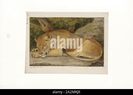 Felis Leo, Imprimer, le lion (Panthera leo) est une espèce de la famille des Félidés ; c'est un musclé, cat à poitrine profonde avec un court, tête arrondie, une réduction de cou et oreilles rondes, et une touffe de poils à l'extrémité de sa queue. Il présente un dimorphisme sexuel, mâle les lions ont une crinière de premier plan, qui est le plus caractéristique de l'espèce. Avec une tête à la longueur du corps de 184 et 208 cm (72 à 82) dans ils sont plus gros que les femelles à 160-184 cm (63-72). C'est une espèce sociale, formant des groupes appelés est fier. Un lion pride se compose de quelques adultes mâles, femelles apparentées et d'oursons. Des groupes de femmes en général, les lions Banque D'Images