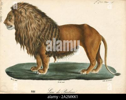 Felis Leo, Imprimer, le lion (Panthera leo) est une espèce de la famille des Félidés ; c'est un musclé, cat à poitrine profonde avec un court, tête arrondie, une réduction de cou et oreilles rondes, et une touffe de poils à l'extrémité de sa queue. Il présente un dimorphisme sexuel, mâle les lions ont une crinière de premier plan, qui est le plus caractéristique de l'espèce. Avec une tête à la longueur du corps de 184 et 208 cm (72 à 82) dans ils sont plus gros que les femelles à 160-184 cm (63-72). C'est une espèce sociale, formant des groupes appelés est fier. Un lion pride se compose de quelques adultes mâles, femelles apparentées et d'oursons. Des groupes de femmes en général, les lions Banque D'Images