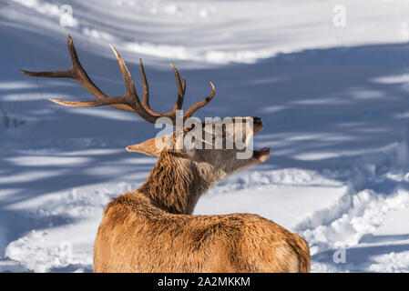 Red Deer mâle roaring close up Banque D'Images