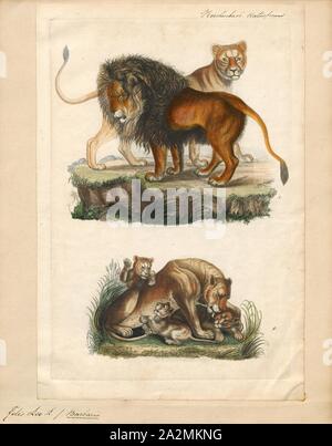 Felis Leo, Imprimer, le lion (Panthera leo) est une espèce de la famille des Félidés ; c'est un musclé, cat à poitrine profonde avec un court, tête arrondie, une réduction de cou et oreilles rondes, et une touffe de poils à l'extrémité de sa queue. Il présente un dimorphisme sexuel, mâle les lions ont une crinière de premier plan, qui est le plus caractéristique de l'espèce. Avec une tête à la longueur du corps de 184 et 208 cm (72 à 82) dans ils sont plus gros que les femelles à 160-184 cm (63-72). C'est une espèce sociale, formant des groupes appelés est fier. Un lion pride se compose de quelques adultes mâles, femelles apparentées et d'oursons. Des groupes de femmes en général, les lions Banque D'Images