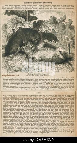 Felis Leo, Imprimer, le lion (Panthera leo) est une espèce de la famille des Félidés ; c'est un musclé, cat à poitrine profonde avec un court, tête arrondie, une réduction de cou et oreilles rondes, et une touffe de poils à l'extrémité de sa queue. Il présente un dimorphisme sexuel, mâle les lions ont une crinière de premier plan, qui est le plus caractéristique de l'espèce. Avec une tête à la longueur du corps de 184 et 208 cm (72 à 82) dans ils sont plus gros que les femelles à 160-184 cm (63-72). C'est une espèce sociale, formant des groupes appelés est fier. Un lion pride se compose de quelques adultes mâles, femelles apparentées et d'oursons. Des groupes de femmes en général, les lions Banque D'Images