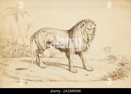 Felis Leo, Imprimer, le lion (Panthera leo) est une espèce de la famille des Félidés ; c'est un musclé, cat à poitrine profonde avec un court, tête arrondie, une réduction de cou et oreilles rondes, et une touffe de poils à l'extrémité de sa queue. Il présente un dimorphisme sexuel, mâle les lions ont une crinière de premier plan, qui est le plus caractéristique de l'espèce. Avec une tête à la longueur du corps de 184 et 208 cm (72 à 82) dans ils sont plus gros que les femelles à 160-184 cm (63-72). C'est une espèce sociale, formant des groupes appelés est fier. Un lion pride se compose de quelques adultes mâles, femelles apparentées et d'oursons. Des groupes de femmes en général, les lions Banque D'Images