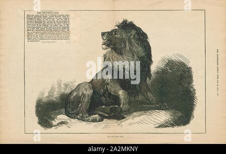 Felis Leo, Imprimer, le lion (Panthera leo) est une espèce de la famille des Félidés ; c'est un musclé, cat à poitrine profonde avec un court, tête arrondie, une réduction de cou et oreilles rondes, et une touffe de poils à l'extrémité de sa queue. Il présente un dimorphisme sexuel, mâle les lions ont une crinière de premier plan, qui est le plus caractéristique de l'espèce. Avec une tête à la longueur du corps de 184 et 208 cm (72 à 82) dans ils sont plus gros que les femelles à 160-184 cm (63-72). C'est une espèce sociale, formant des groupes appelés est fier. Un lion pride se compose de quelques adultes mâles, femelles apparentées et d'oursons. Des groupes de femmes en général, les lions Banque D'Images