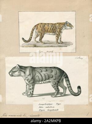 Macroscelis Felis, Imprimer, Felis est un genre de petites et moyennes cat Felinae espèces indigènes de la plus grande partie de l'Afrique et au sud de 60° de latitude dans l'Europe et l'Asie à l'Indochine. Le genre comprend le chat domestique. La plus petite espèce felis est le chat à pieds noirs avec une tête et la longueur du corps de 38 à 42 cm (15 à 17). Le plus grand est le chat de jungle avec une tête et la longueur du corps de 62 à 76 cm (24 à 30). En 1700-1880, Banque D'Images
