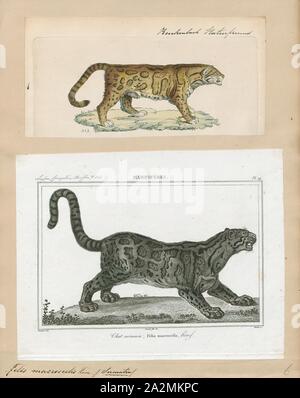 Macroscelis Felis, Imprimer, Felis est un genre de petites et moyennes cat Felinae espèces indigènes de la plus grande partie de l'Afrique et au sud de 60° de latitude dans l'Europe et l'Asie à l'Indochine. Le genre comprend le chat domestique. La plus petite espèce felis est le chat à pieds noirs avec une tête et la longueur du corps de 38 à 42 cm (15 à 17). Le plus grand est le chat de jungle avec une tête et la longueur du corps de 62 à 76 cm (24 à 30). En 1700-1880, Banque D'Images