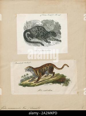 Macroscelis Felis, Imprimer, Felis est un genre de petites et moyennes cat Felinae espèces indigènes de la plus grande partie de l'Afrique et au sud de 60° de latitude dans l'Europe et l'Asie à l'Indochine. Le genre comprend le chat domestique. La plus petite espèce felis est le chat à pieds noirs avec une tête et la longueur du corps de 38 à 42 cm (15 à 17). Le plus grand est le chat de jungle avec une tête et la longueur du corps de 62 à 76 cm (24 à 30). En 1700-1880, Banque D'Images