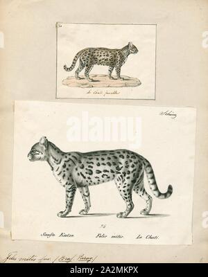 Felis mitis, Imprimer, Felis est un genre de petites et moyennes cat Felinae espèces indigènes de la plus grande partie de l'Afrique et au sud de 60° de latitude dans l'Europe et l'Asie à l'Indochine. Le genre comprend le chat domestique. La plus petite espèce felis est le chat à pieds noirs avec une tête et la longueur du corps de 38 à 42 cm (15 à 17). Le plus grand est le chat de jungle avec une tête et la longueur du corps de 62 à 76 cm (24 à 30). En 1700-1880, Banque D'Images