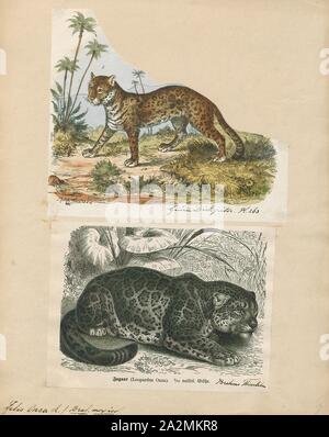 Felis onca, Imprimer, le Jaguar (Panthera onca) est une grande espèce de félidés et le seul membre du genre Panthera indigènes de l'Amérique. Son aire de répartition actuelle s'étend du sud-ouest des États-Unis et du Mexique, en Amérique du Nord, dans une grande partie de l'Amérique centrale, et du sud au Paraguay et dans le nord de l'Argentine en Amérique du Sud. S'il y a des chats qui vivent maintenant à l'intérieur unique de l'ouest des États-Unis, l'espèce a été en grande partie disparu des États-Unis depuis le début du xxe siècle. Il est répertorié comme quasi menacée dans la Liste rouge de l'UICN ; et ses effectifs sont en déclin. Menaces Banque D'Images