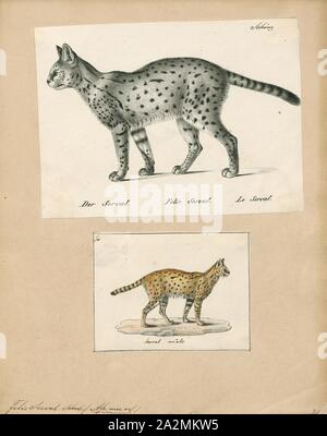 Felis Serval Imprimer Le Serval Leptailurus Serval Est Un Chat Sauvage Originaire D Afrique Il Est Rare En Afrique Du Nord Et Au Sahel Mais Repandue Dans Les Pays D Afrique Subsaharienne A L Exception
