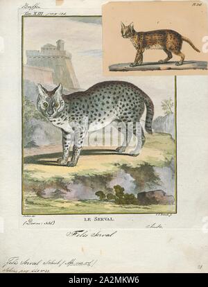 Felis Serval Imprimer Le Serval Leptailurus Serval Est Un Chat Sauvage Originaire D Afrique Il Est