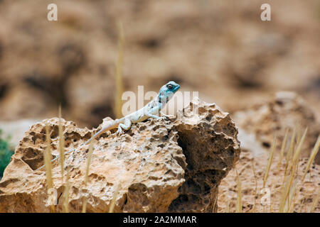 (Pseudotrapelus sinaitus Sinai Agama agama sinaita, anciennement) חרדון סיני Banque D'Images