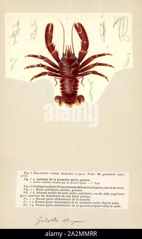 Strigosa Galathea Galathea strigosa, Print, est une espèce de squat lobster trouvés dans le nord-est de l'océan Atlantique, de la Cap Nord, dans les îles Canaries, et dans la mer Méditerranée et Mer Rouge. C'est comestible, mais pas d'une pêche commerciale. C'est le plus grand squat de homard dans l'Atlantique nord-est, pour atteindre une longueur de 90 mm (3.5 in), ou une longueur de carapace de 53 mm (2.1 in), et est facilement identifié par les bandes bleues sur le corps Banque D'Images