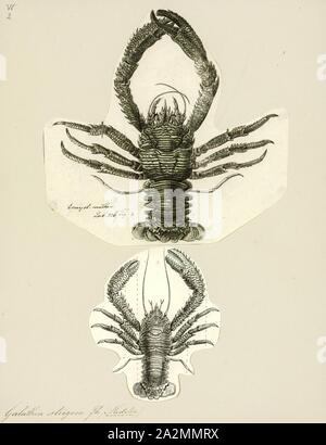 Strigosa Galathea Galathea strigosa, Print, est une espèce de squat lobster trouvés dans le nord-est de l'océan Atlantique, de la Cap Nord, dans les îles Canaries, et dans la mer Méditerranée et Mer Rouge. C'est comestible, mais pas d'une pêche commerciale. C'est le plus grand squat de homard dans l'Atlantique nord-est, pour atteindre une longueur de 90 mm (3.5 in), ou une longueur de carapace de 53 mm (2.1 in), et est facilement identifié par les bandes bleues sur le corps Banque D'Images