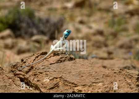 (Pseudotrapelus sinaitus Sinai Agama agama sinaita, anciennement) חרדון סיני Banque D'Images