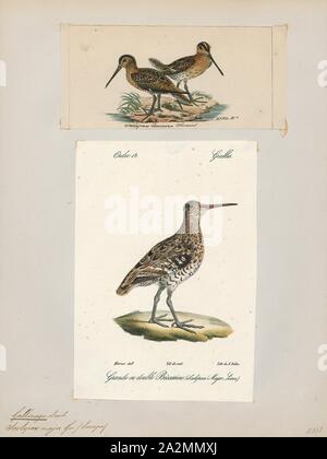Gallinago major, Imprimer, la bécassine double (Gallinago media) est un petit oiseau trapu dans le genre Gallinago. Cet oiseau est l'habitat de reproduction du marais et prairies humides à végétation courte dans le nord-est de l'Europe, y compris le nord-ouest de la Russie. Grand snipes sont migratrices, hivernant en Afrique. La population nicheuse européenne est en forte baisse, 1700-1880. Banque D'Images