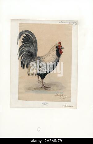 Gallus gallus domesticus, Imprimer, le poulet (Gallus gallus domesticus) est un type d'oiseaux domestiqués, une sous-espèce de la red coqs sauvages (Gallus gallus). Il est l'un des plus commun et répandu des animaux domestiques, avec une population totale de plus de 19 milliards de dollars de 2011. Il y a plus de poulets dans le monde que tout autre oiseau ou d'oiseaux domestiques. Les humains garder poulets essentiellement comme une source de nourriture (consommer leur viande et oeufs) et, moins fréquemment, comme animaux de compagnie. Origine de combats de coqs ou de cérémonies spéciales, les poulets n'ont pas été conservés pour l'alimentation jusqu'à la période hellénistique ( Banque D'Images