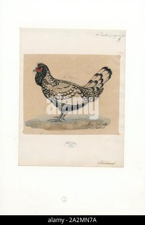 Gallus gallus domesticus, Imprimer, le poulet (Gallus gallus domesticus) est un type d'oiseaux domestiqués, une sous-espèce de la red coqs sauvages (Gallus gallus). Il est l'un des plus commun et répandu des animaux domestiques, avec une population totale de plus de 19 milliards de dollars de 2011. Il y a plus de poulets dans le monde que tout autre oiseau ou d'oiseaux domestiques. Les humains garder poulets essentiellement comme une source de nourriture (consommer leur viande et oeufs) et, moins fréquemment, comme animaux de compagnie. Origine de combats de coqs ou de cérémonies spéciales, les poulets n'ont pas été conservés pour l'alimentation jusqu'à la période hellénistique ( Banque D'Images