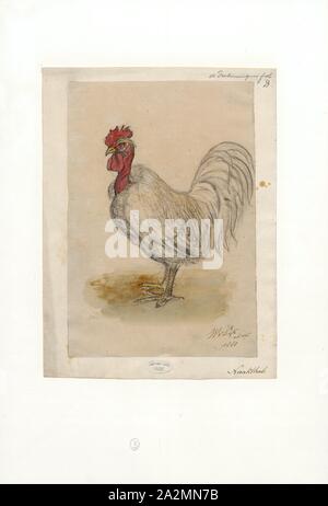 Gallus gallus domesticus, Imprimer, le poulet (Gallus gallus domesticus) est un type d'oiseaux domestiqués, une sous-espèce de la red coqs sauvages (Gallus gallus). Il est l'un des plus commun et répandu des animaux domestiques, avec une population totale de plus de 19 milliards de dollars de 2011. Il y a plus de poulets dans le monde que tout autre oiseau ou d'oiseaux domestiques. Les humains garder poulets essentiellement comme une source de nourriture (consommer leur viande et oeufs) et, moins fréquemment, comme animaux de compagnie. Origine de combats de coqs ou de cérémonies spéciales, les poulets n'ont pas été conservés pour l'alimentation jusqu'à la période hellénistique ( Banque D'Images