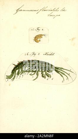 Gammarus fluviatilis, Imprimer, crustacé amphipode Gammarus est un genre de la famille Gammaridae. Il contient plus de 200 espèces décrites, ce qui en fait l'un des plus speciose genres de crustacés.Différentes espèces ont des conditions optimales, notamment en termes de la salinité et de tolérances différentes ; Gammarus pulex, par exemple, est une espèce d'eau douce, bien que purement Gammarus locusta, estuarien est seulement là où la salinité est supérieure à 25 Banque D'Images