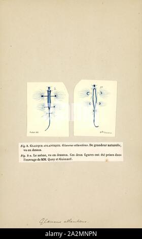 Glaucus atlanticus, Imprimer, Glaucus atlanticus (noms communs : la mer avaler, Blue Angel, blue glaucus, dragon bleu, bleu de la mer et l'océan bleu limace slug) est une espèce de petit, blue sea slug, un nudibranche aeolid pélagiques, un shell-moins à la famille des Glaucidae Banque D'Images