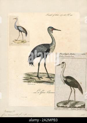 Grus carunculata, Imprimer, la grue caronculée (Grus carunculata) est un grand oiseau trouvé en Afrique, au sud du désert du Sahara. Il est parfois placé dans le genre Bugeranus., 1825-1834 Banque D'Images