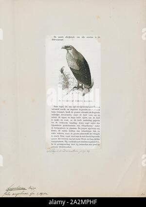 Gypohierax angolensis, Imprimer, le palmiste africain (Gypohierax angolensis) ou poisson vulturine Eagle est un grand oiseau de proie de la Famille des Accipitridae (qui comprend également de nombreux autres rapaces diurnes tels que les cerfs-volants, buses et busards Saint-Martin, vautours, Aigles et). Il est le seul membre du genre Gypohierax., 1872 Banque D'Images