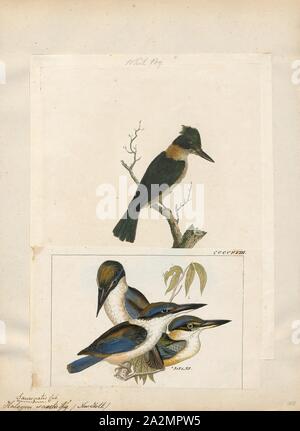 Halcyon sancta, Imprimer, le Kingfisher Todiramphus sanctus (Sacré) est un moyennes woodland kingfisher qui se produit dans les mangroves, les boisés, les forêts, et dans les vallées des rivières en Australie, Nouvelle-Zélande, et d'autres parties de l'ouest du Pacifique. Dans la Nouvelle-Zélande, de l'espèce est également connue par son nom Māori. kōtare, 1700-1880 Banque D'Images