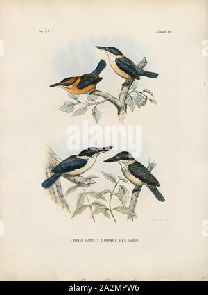Halcyon sancta, Imprimer, le Kingfisher Todiramphus sanctus (Sacré) est un moyennes woodland kingfisher qui se produit dans les mangroves, les boisés, les forêts, et dans les vallées des rivières en Australie, Nouvelle-Zélande, et d'autres parties de l'ouest du Pacifique. Dans la Nouvelle-Zélande, de l'espèce est également connue par son nom Māori. kōtare, 1863-1876 Banque D'Images