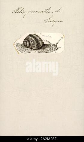 Helix pomatia, Imprimer, Helix pomatia, noms communs l'escargot, escargots, escargot de Bourgogne ou les escargots, est une espèce de grand, comestibles,'oiseau de mollusques terrestres dans la famille Helicidae. C'est une espèce européenne. Dans la langue anglaise il est appelé par le nom anglais escargot lorsqu'il est utilisé en cuisine (escargot signifie simplement 'nail'). Bien que cette espèce est très prisé comme nourriture, il est difficile de cultiver et rarement dans le commerce d'élevage Banque D'Images