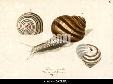 Helix pomatia, Imprimer, Helix pomatia, noms communs l'escargot, escargots, escargot de Bourgogne ou les escargots, est une espèce de grand, comestibles,'oiseau de mollusques terrestres dans la famille Helicidae. C'est une espèce européenne. Dans la langue anglaise il est appelé par le nom anglais escargot lorsqu'il est utilisé en cuisine (escargot signifie simplement 'nail'). Bien que cette espèce est très prisé comme nourriture, il est difficile de cultiver et rarement dans le commerce d'élevage Banque D'Images