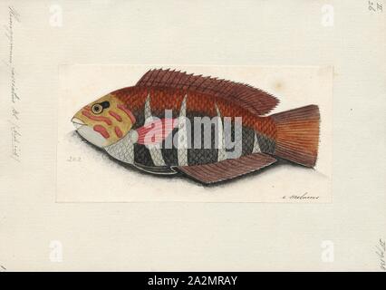 Hemigymnus fasciatus, Imprimer, la thicklip wrasse, Hemigymnus fasciatus, est une espèce de poisson appartenant à la famille de Napoléon, originaire de l'Indo-Pacifique., 1700-1880 Banque D'Images