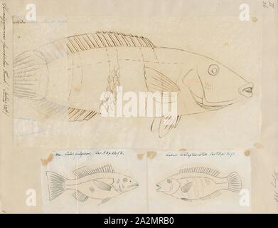 Hemigymnus fasciatus, Imprimer, la thicklip wrasse, Hemigymnus fasciatus, est une espèce de poisson appartenant à la famille de Napoléon, originaire de l'Indo-Pacifique Banque D'Images