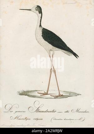 Himantopus autumnalis, Imprimer, Stilt échasse, est un nom commun pour plusieurs espèces d'oiseaux dans la famille Recurvirostridae, qui comprend également les avocettes. Ils sont trouvés dans l'eau saumâtre ou salée les terres humides dans les climats chauds ou très chauds, 1800-1812. Banque D'Images