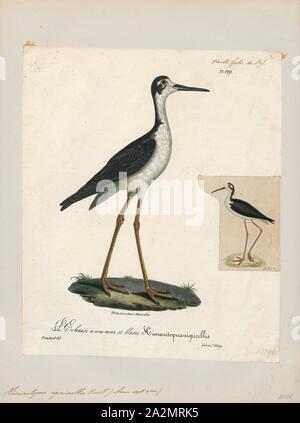 Himantopus nigricollis, Print, Stilt échasse, est un nom commun pour plusieurs espèces d'oiseaux dans la famille Recurvirostridae, qui comprend également les avocettes. Ils sont trouvés dans l'eau saumâtre ou salée les terres humides dans les climats chauds ou très chauds, 1825-1834. Banque D'Images